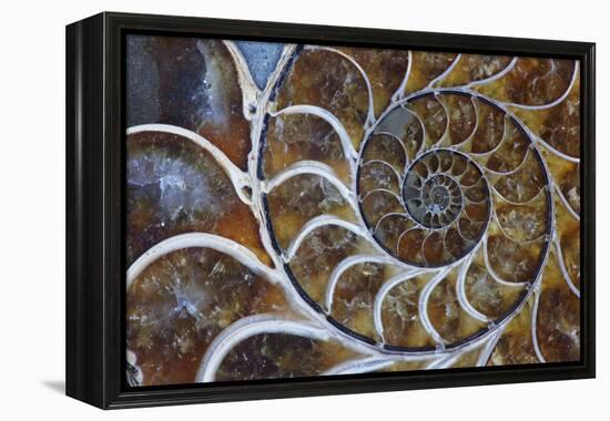 Fossil Ammonite, Upper Early Cretaceous-null-Framed Premier Image Canvas