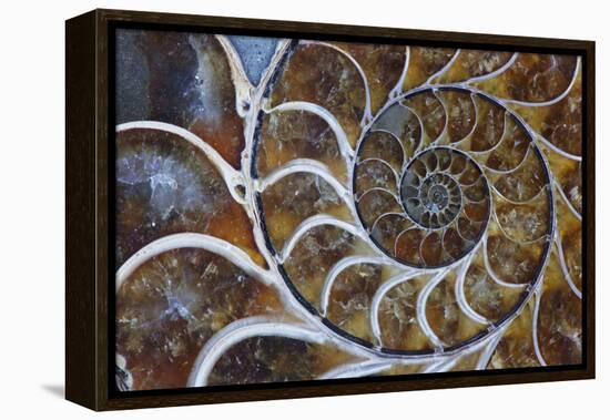 Fossil Ammonite, Upper Early Cretaceous-null-Framed Premier Image Canvas