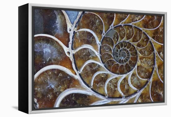 Fossil Ammonite, Upper Early Cretaceous-null-Framed Premier Image Canvas