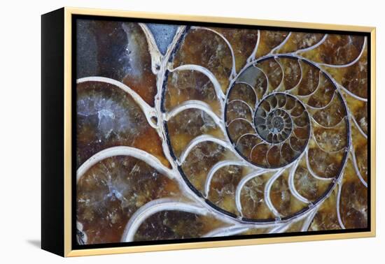 Fossil Ammonite, Upper Early Cretaceous-null-Framed Premier Image Canvas