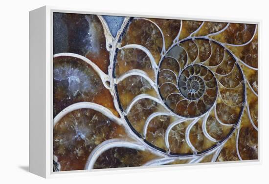 Fossil Ammonite, Upper Early Cretaceous-null-Framed Premier Image Canvas