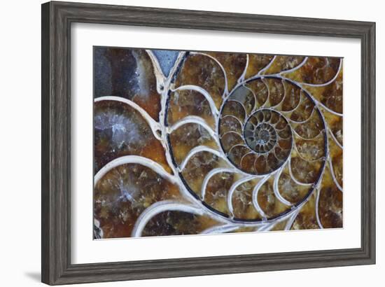 Fossil Ammonite, Upper Early Cretaceous-null-Framed Photographic Print