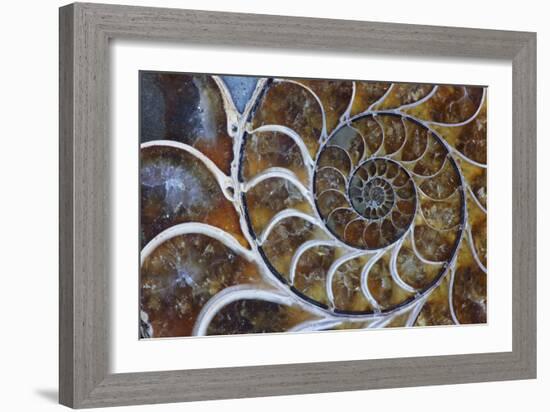 Fossil Ammonite, Upper Early Cretaceous-null-Framed Photographic Print