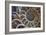 Fossil Ammonite, Upper Early Cretaceous-null-Framed Photographic Print