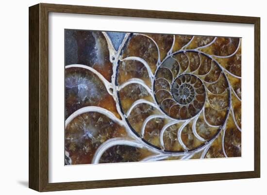 Fossil Ammonite, Upper Early Cretaceous-null-Framed Photographic Print