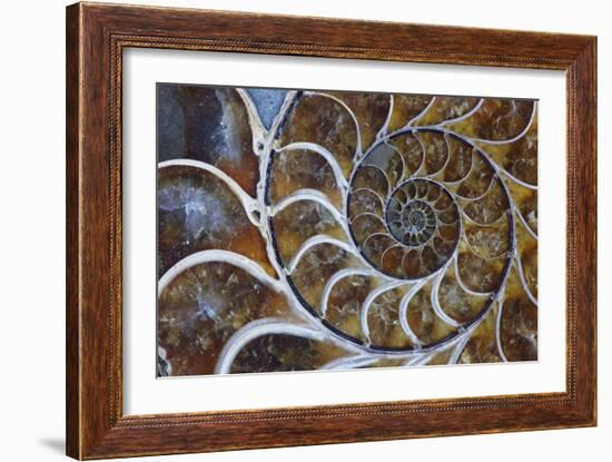 Fossil Ammonite, Upper Early Cretaceous-null-Framed Photographic Print