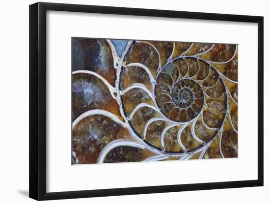 Fossil Ammonite, Upper Early Cretaceous-null-Framed Photographic Print