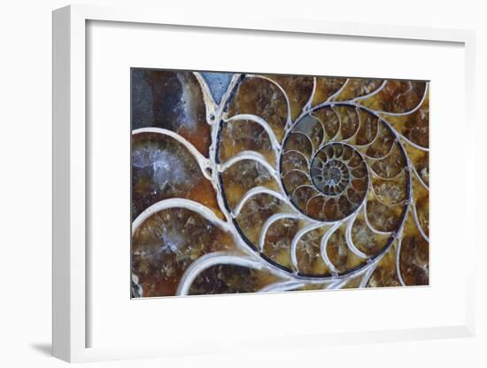 Fossil Ammonite, Upper Early Cretaceous-null-Framed Photographic Print