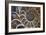 Fossil Ammonite, Upper Early Cretaceous-null-Framed Photographic Print