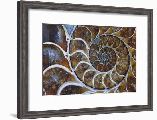 Fossil Ammonite, Upper Early Cretaceous-null-Framed Photographic Print