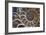 Fossil Ammonite, Upper Early Cretaceous-null-Framed Photographic Print