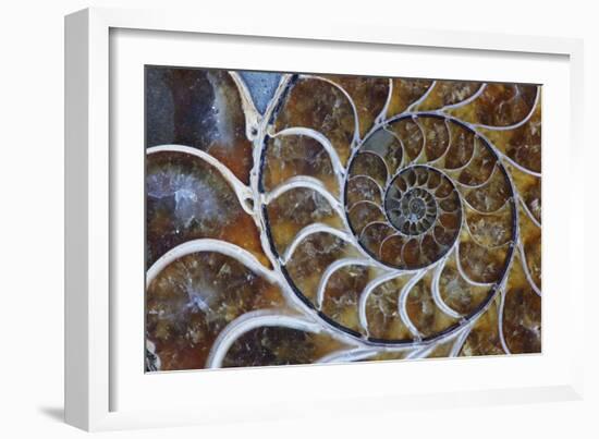 Fossil Ammonite, Upper Early Cretaceous-null-Framed Photographic Print