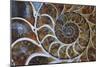Fossil Ammonite, Upper Early Cretaceous-null-Mounted Photographic Print