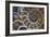 Fossil Ammonite, Upper Early Cretaceous-null-Framed Photographic Print