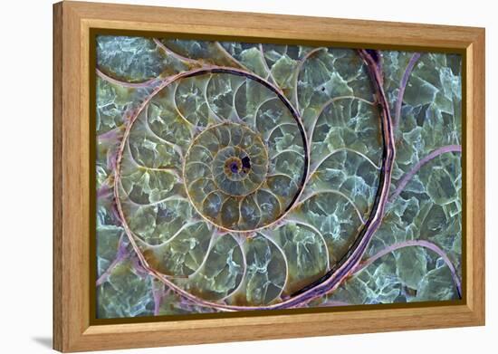 Fossil Ammonite-null-Framed Premier Image Canvas