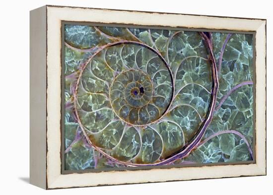 Fossil Ammonite-null-Framed Premier Image Canvas