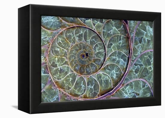 Fossil Ammonite-null-Framed Premier Image Canvas