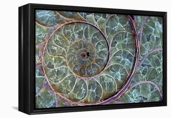 Fossil Ammonite-null-Framed Premier Image Canvas