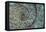 Fossil Ammonite-null-Framed Premier Image Canvas