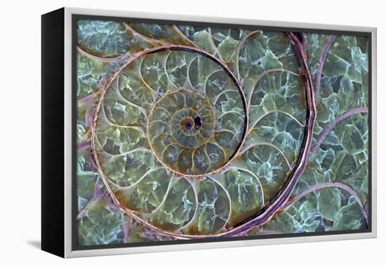 Fossil Ammonite-null-Framed Premier Image Canvas