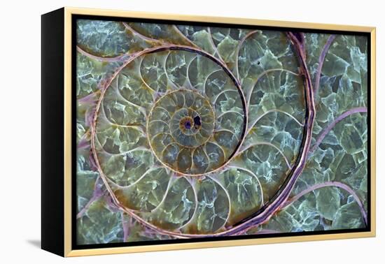 Fossil Ammonite-null-Framed Premier Image Canvas