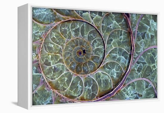 Fossil Ammonite-null-Framed Premier Image Canvas