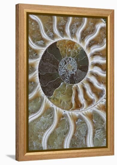 Fossil Ammonite-null-Framed Premier Image Canvas