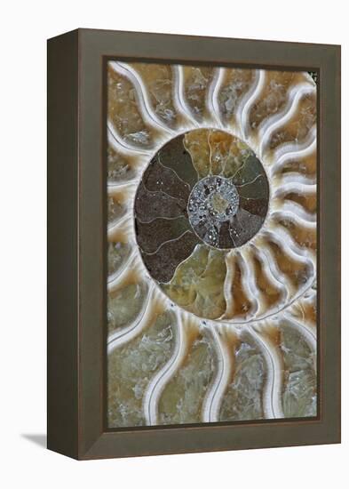 Fossil Ammonite-null-Framed Premier Image Canvas