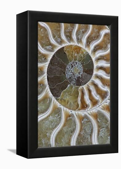 Fossil Ammonite-null-Framed Premier Image Canvas