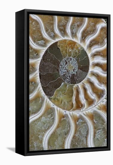 Fossil Ammonite-null-Framed Premier Image Canvas