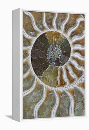 Fossil Ammonite-null-Framed Premier Image Canvas