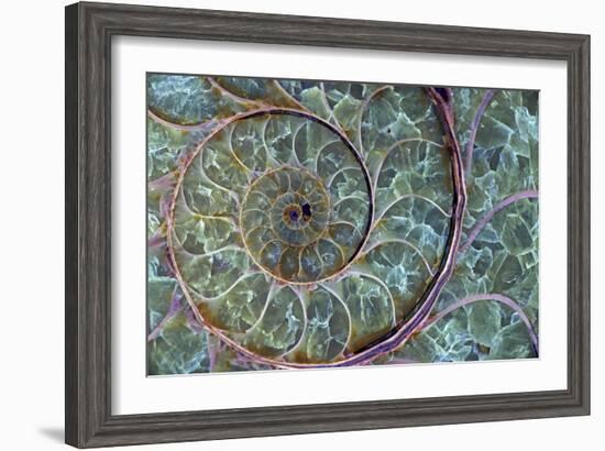 Fossil Ammonite-null-Framed Photographic Print