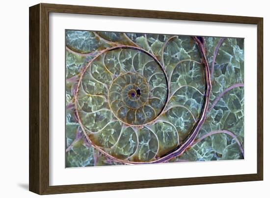 Fossil Ammonite-null-Framed Photographic Print