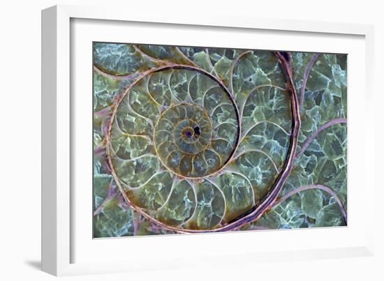 Fossil Ammonite-null-Framed Photographic Print