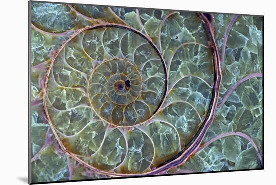 Fossil Ammonite-null-Mounted Photographic Print