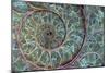 Fossil Ammonite-null-Mounted Photographic Print