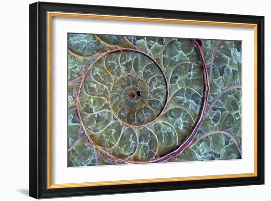 Fossil Ammonite-null-Framed Photographic Print