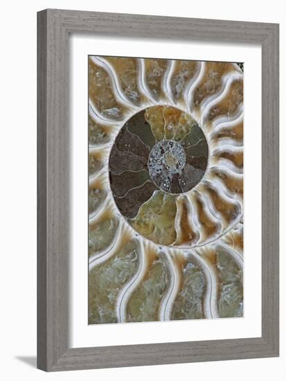 Fossil Ammonite-null-Framed Photographic Print