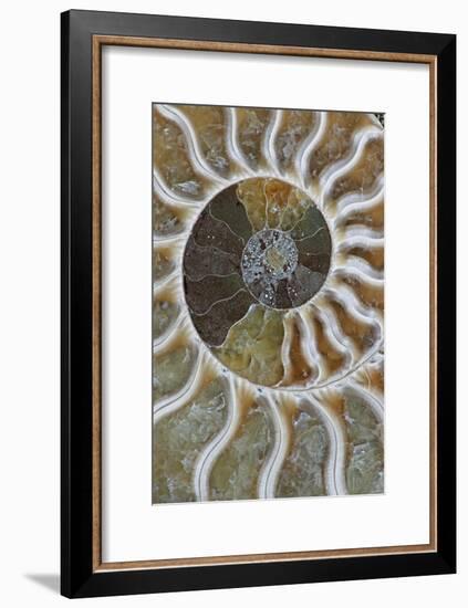 Fossil Ammonite-null-Framed Photographic Print