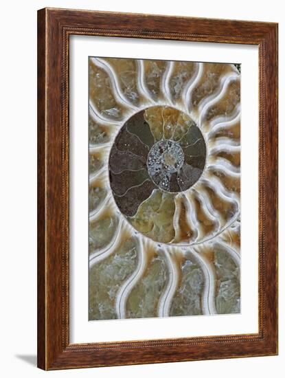 Fossil Ammonite-null-Framed Photographic Print