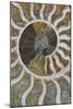 Fossil Ammonite-null-Mounted Photographic Print