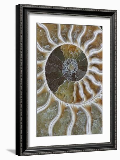 Fossil Ammonite-null-Framed Photographic Print