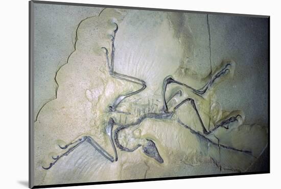 Fossil Archaeopterix with traces of feathers. Artist: Unknown-Unknown-Mounted Photographic Print
