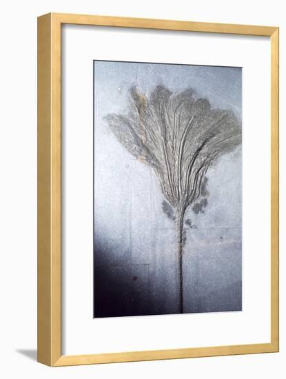 Fossil. Crinoid Lily, Ordovician to Pleistocene period, c450 million-10,000 BC-Unknown-Framed Giclee Print