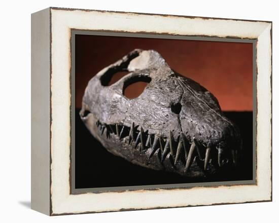 Fossil Crocodile Skull-Layne Kennedy-Framed Premier Image Canvas