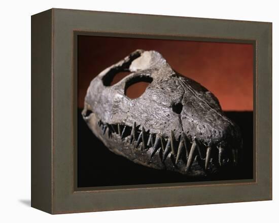 Fossil Crocodile Skull-Layne Kennedy-Framed Premier Image Canvas