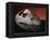 Fossil Crocodile Skull-Layne Kennedy-Framed Premier Image Canvas