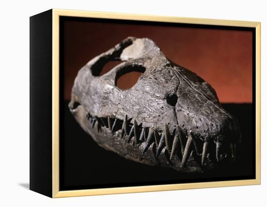 Fossil Crocodile Skull-Layne Kennedy-Framed Premier Image Canvas