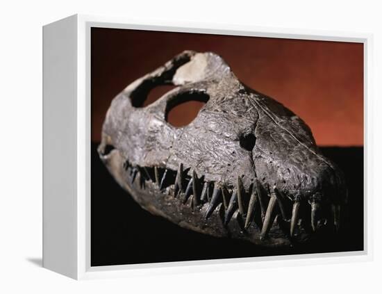 Fossil Crocodile Skull-Layne Kennedy-Framed Premier Image Canvas