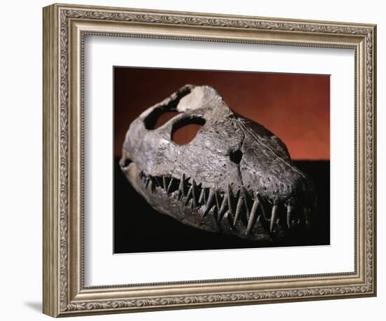 Fossil Crocodile Skull-Layne Kennedy-Framed Photographic Print